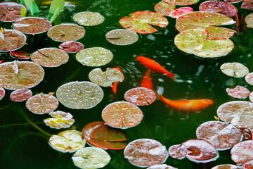 Fishpond